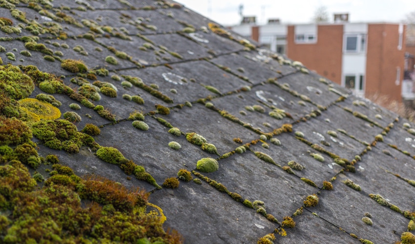 roof moss on metal roofs